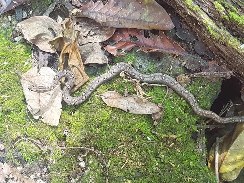 Rắn hổ đất nâu (Psammodynastes pulverulentus) gallery 6