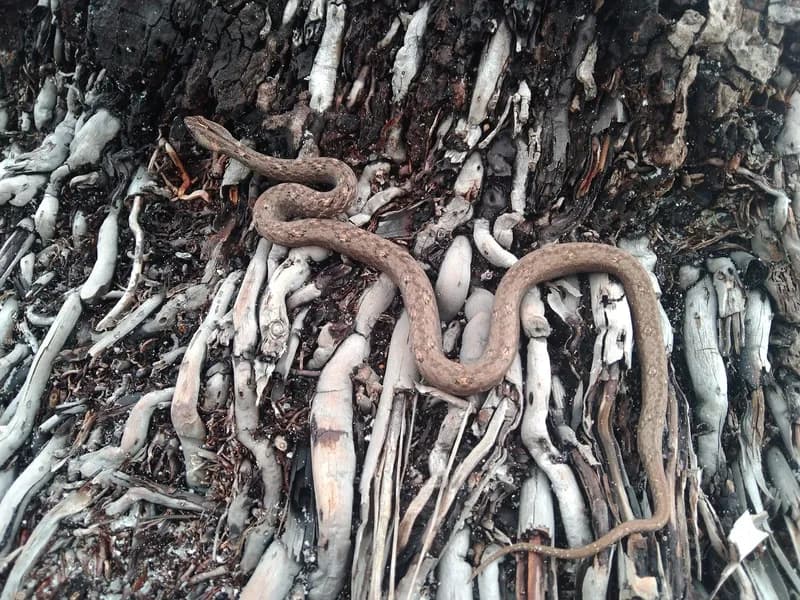 Rắn hổ đất nâu (Psammodynastes pulverulentus) gallery 7