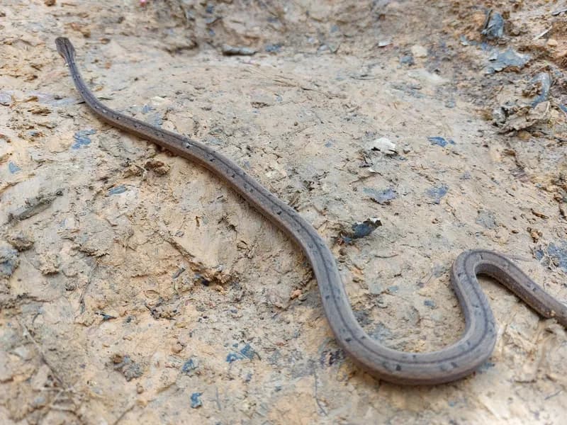 Rắn hổ đất nâu (Psammodynastes pulverulentus) gallery 9